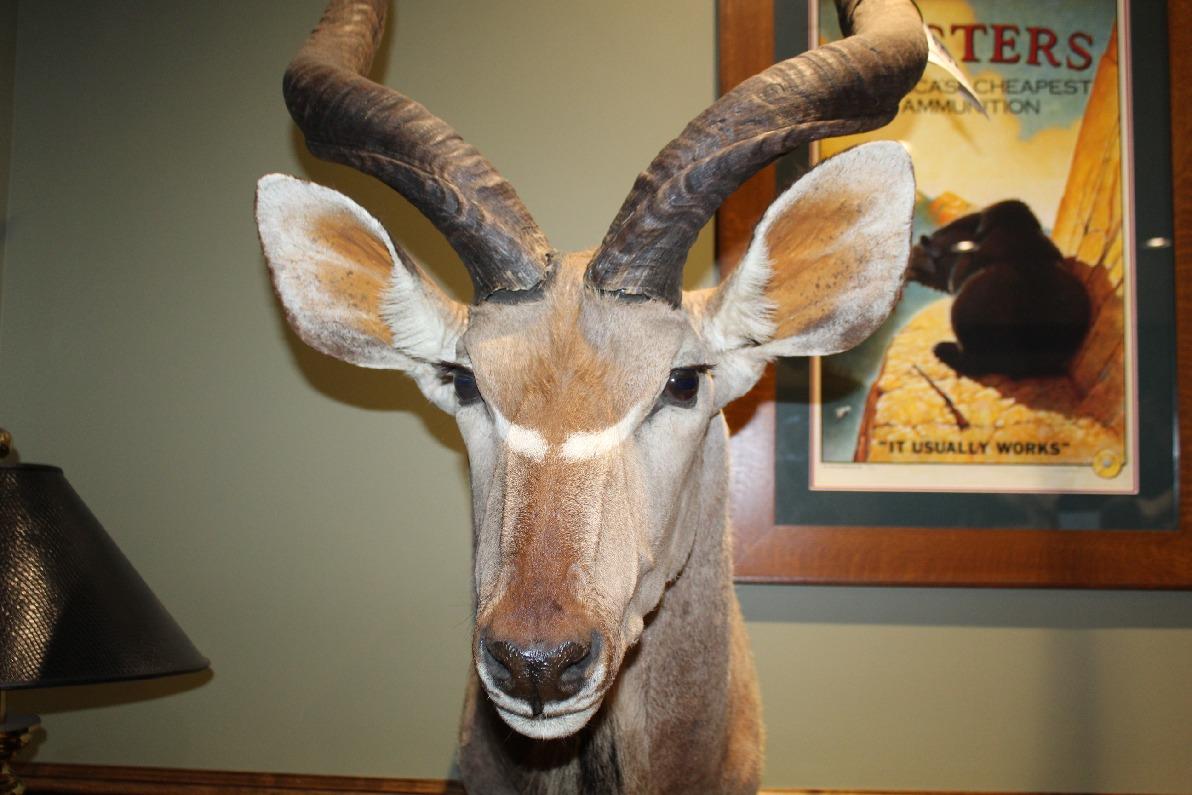 Kudu, Shoulder Mount
