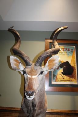 Kudu, Shoulder Mount