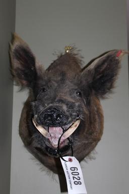 Wild Boar, Shoulder Mount