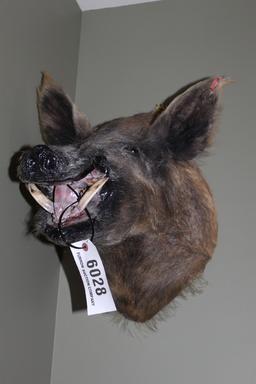 Wild Boar, Shoulder Mount