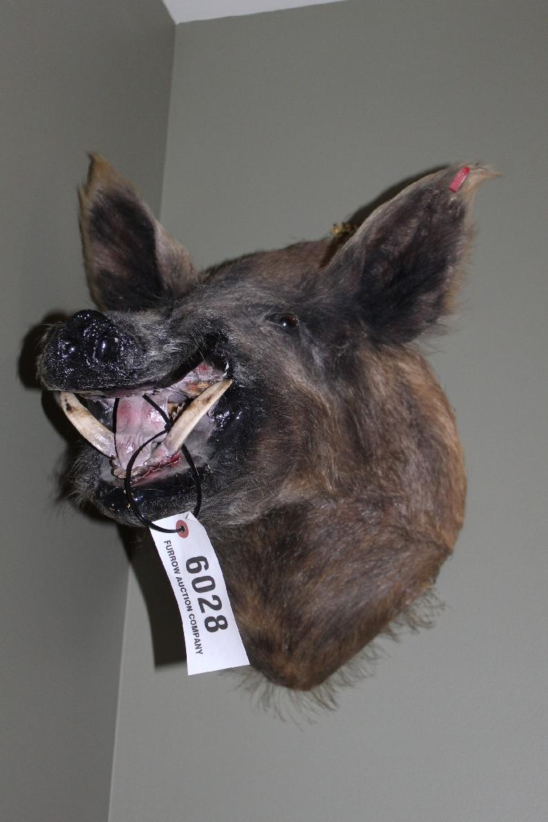 Wild Boar, Shoulder Mount