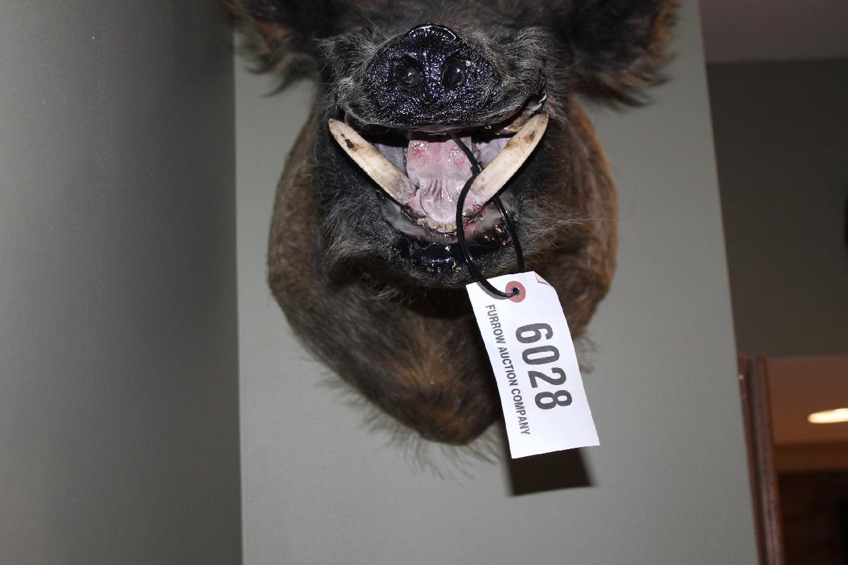 Wild Boar, Shoulder Mount