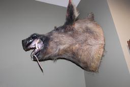 Wild Boar, Shoulder Mount