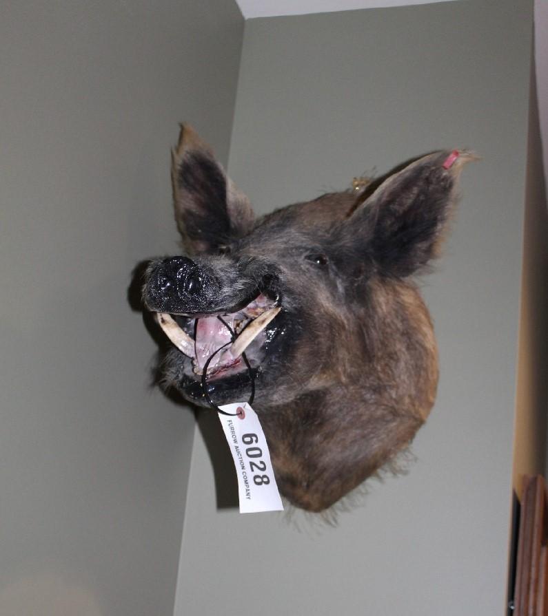 Wild Boar, Shoulder Mount