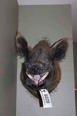 Wild Boar, Shoulder Mount