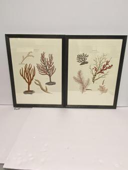 PAIR OF PRINTS OF CORAL / SEA LIFE