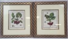 PR. DU MONCEAU "TRAIT DES ARBRES FRUITIERS" PRINTS