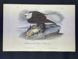 John James Audubon, Pl.14 White-headed Sea Eagle, or Bald Eagle