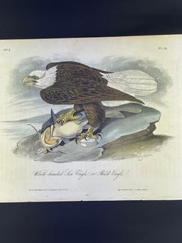 John James Audubon, Pl.14 White-headed Sea Eagle, or Bald Eagle
