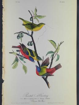 Audubon First Edition Octavo print Plate No. 169 Painted Bunting