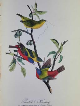 Audubon First Edition Octavo print Plate No. 169 Painted Bunting