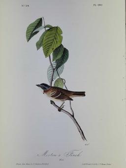 Audubon First Edition Octavo Print Plate No. 190 Morton's Finch