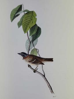 Audubon First Edition Octavo Print Plate No. 190 Morton's Finch