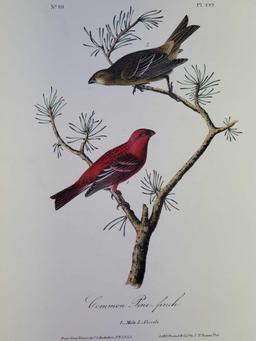 Audubon First Edition Octavo Print Plate No. 199 Common Pine-finch