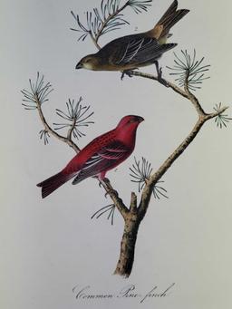 Audubon First Edition Octavo Print Plate No. 199 Common Pine-finch