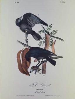 Audubon First Edition Octavo Print Plate No. 226 Fish Crow