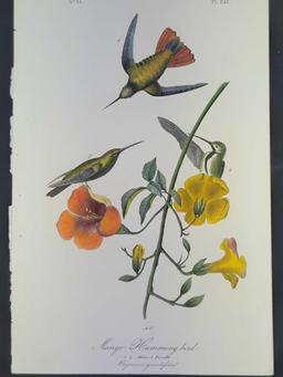 Audubon First Edition Octavo Print Plate No. 251 Mango Hummingbird