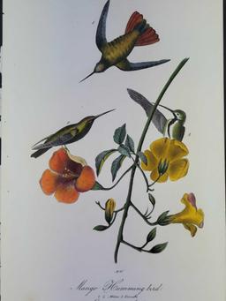 Audubon First Edition Octavo Print Plate No. 251 Mango Hummingbird