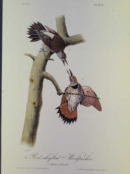 Audubon First Edition Octavo Print Plate No. 274 Red-shafted Woodpecker