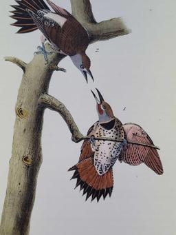 Audubon First Edition Octavo Print Plate No. 274 Red-shafted Woodpecker