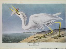 Audubon First Edition Octavo Plate No. 368 Great White Heron