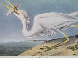 Audubon First Edition Octavo Plate No. 368 Great White Heron