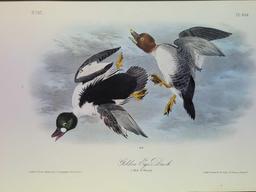 Audubon First Edition Octavo Plate No. 406 Golden Eye Duck