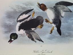 Audubon First Edition Octavo Plate No. 406 Golden Eye Duck