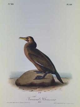 Audubon First Edition Octavo Plate No. 418 Townsend's Cormorant