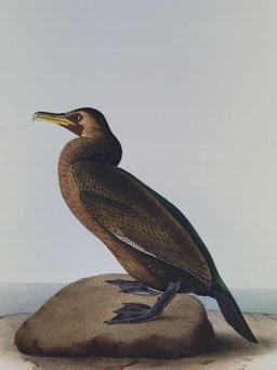 Audubon First Edition Octavo Plate No. 418 Townsend's Cormorant
