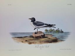 Audubon First Edition Octavo Plate No. 441 Fork-tailed Gull