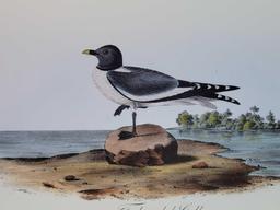 Audubon First Edition Octavo Plate No. 441 Fork-tailed Gull