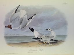 Audubon First Edition Octavo Plate No. 442 Bonapartes Gull
