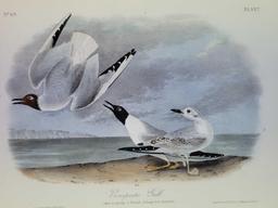 Audubon First Edition Octavo Plate No. 442 Bonapartes Gull