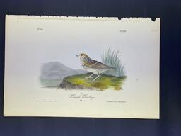 Audubon First Edition Octavo Plate No.500 Baird's Bunting