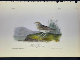 Audubon First Edition Octavo Plate No.500 Baird's Bunting