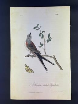 Audubon First Edition Octavo Plate No. 53 Swallow-tailed Fly Catcher