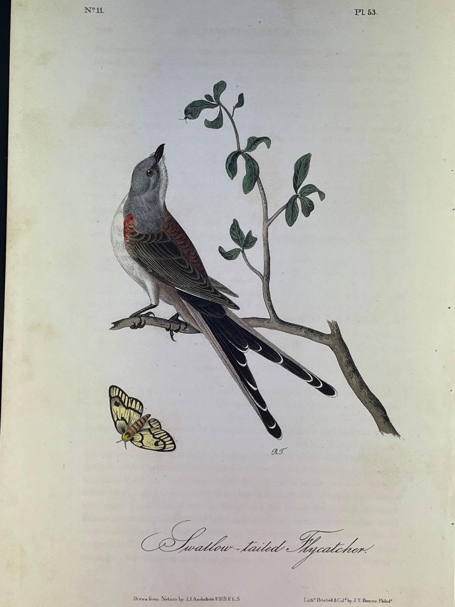 Audubon First Edition Octavo Plate No. 53 Swallow-tailed Fly Catcher