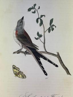 Audubon First Edition Octavo Plate No. 53 Swallow-tailed Fly Catcher