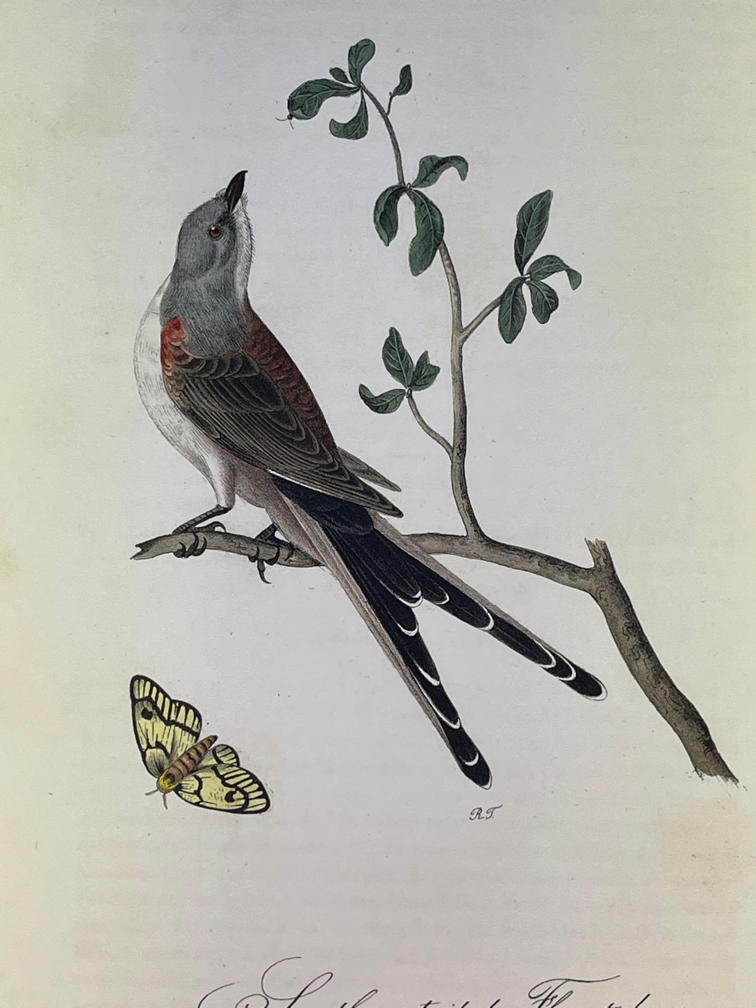 Audubon First Edition Octavo Plate No. 53 Swallow-tailed Fly Catcher