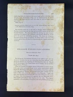 Audubon First Edition Octavo Plate No. 53 Swallow-tailed Fly Catcher