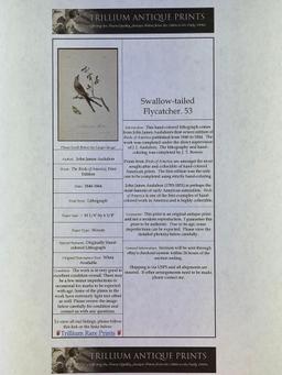 Audubon First Edition Octavo Plate No. 53 Swallow-tailed Fly Catcher