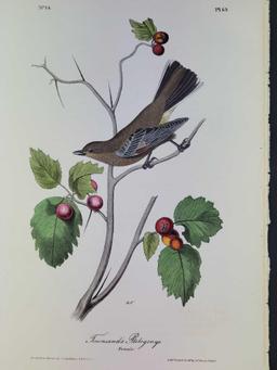 Audubon First Edition Octavo Plate No. 69 Townsend's Ptilogonys