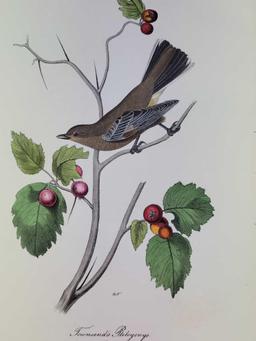 Audubon First Edition Octavo Plate No. 69 Townsend's Ptilogonys
