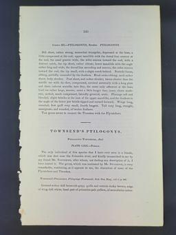 Audubon First Edition Octavo Plate No. 69 Townsend's Ptilogonys
