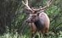 Rocky Mountain Elk Foundation