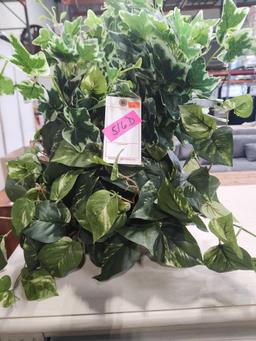 United Nursery Golden Pothos Indoor Vining Houseplant