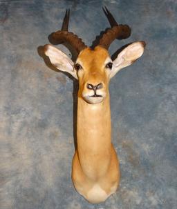 Mount African Southern Impala Ram Shoulder Mount from Zimbabwe Location: Od