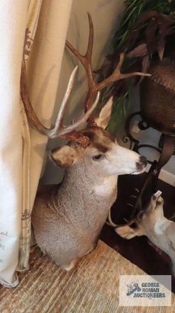 Deer mount