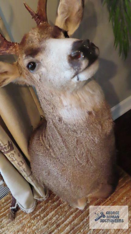 Deer mount